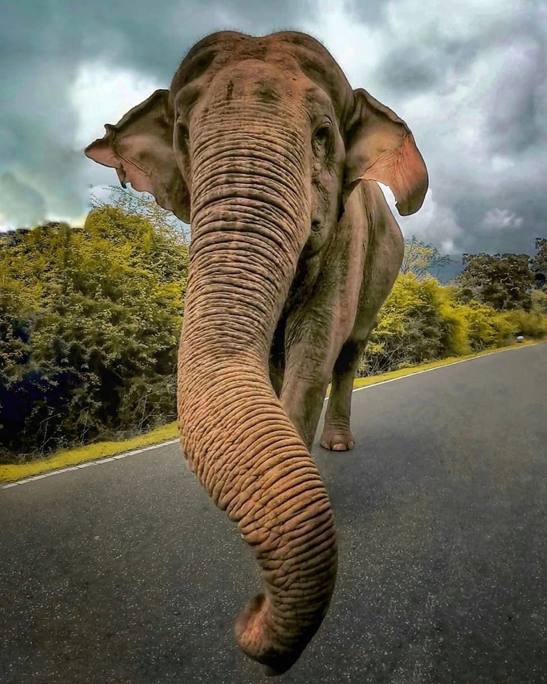 Srilanka tập trung rất nhiều loài voi và trang trại chăm sóc những chú voi mồ côi